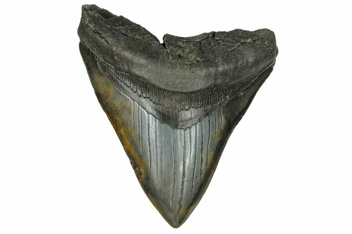 Fossil Megalodon Tooth - South Carolina #169194